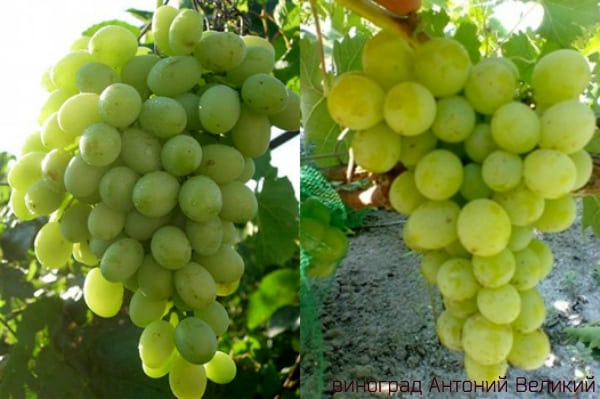 druer anatoli den store