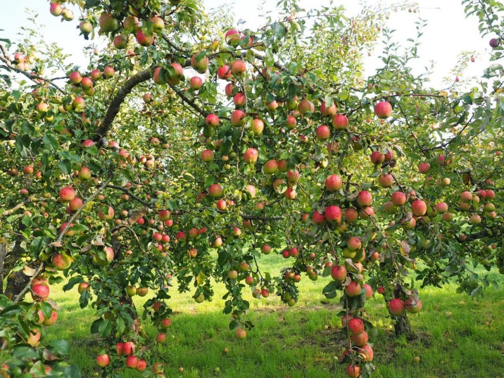 Uralets stablo jabuke
