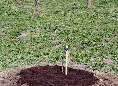 ültetés egy almafa