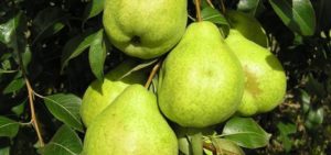 Description et caractéristiques de la variété de poire August Dew, temps de maturation, plantation et entretien