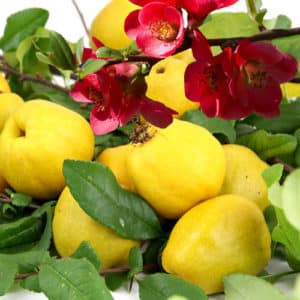 Descrizione delle varietà di mele cotogne giapponesi, semina, coltivazione e cura in campo aperto
