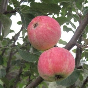 Уралетс стабло јабуке