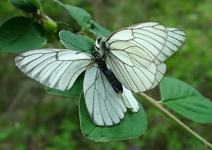 Hawthorn butterfly