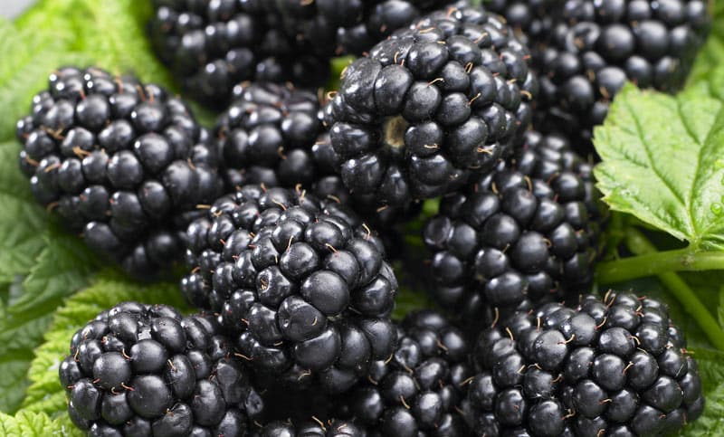 blackberry black satén