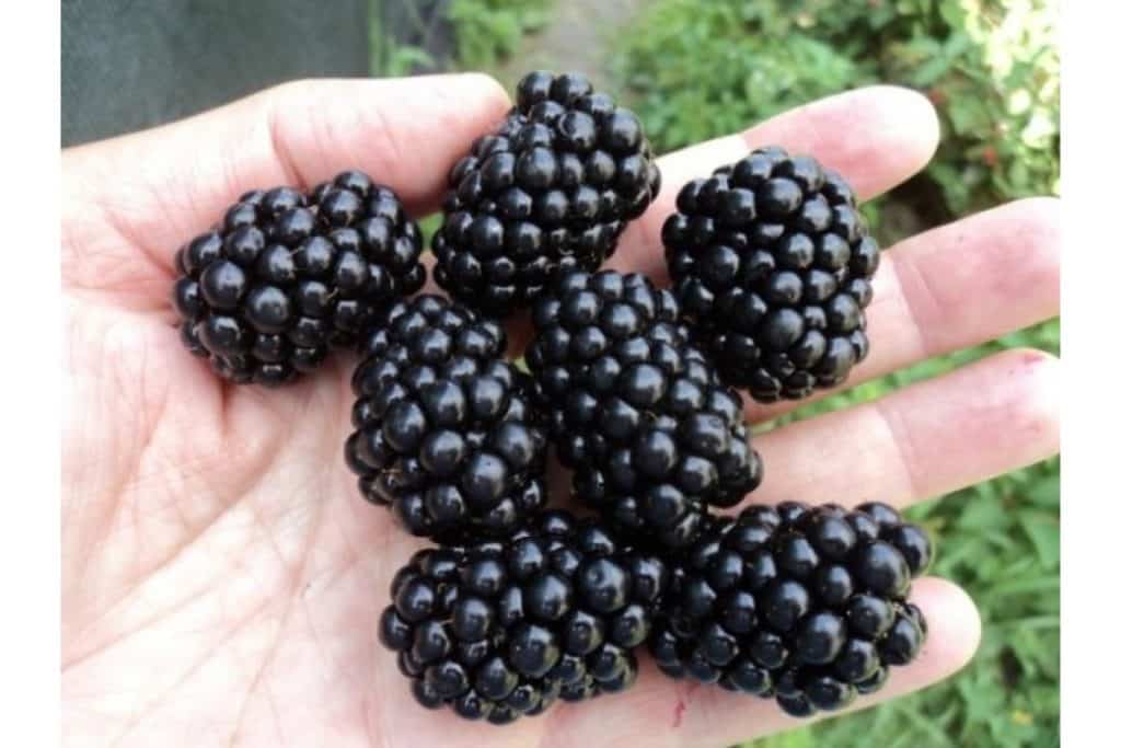 blackberry gai