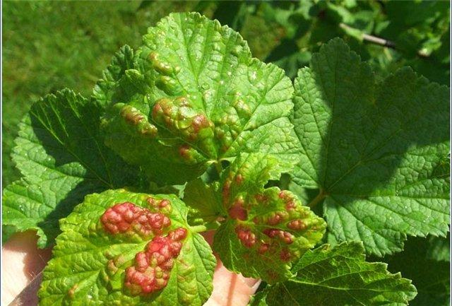 Currant anthracnose
