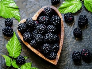 Mga paglalarawan at katangian ng mga blackberry varieties Thornless Evergreen, pag-aanak, pagtatanim at pangangalaga