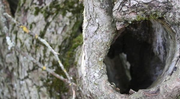 hollow in apple tree
