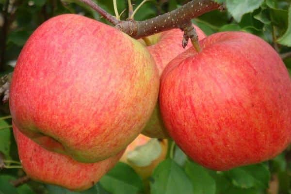 omenapuun ligol