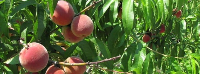wachsender Pfirsich aus Samen