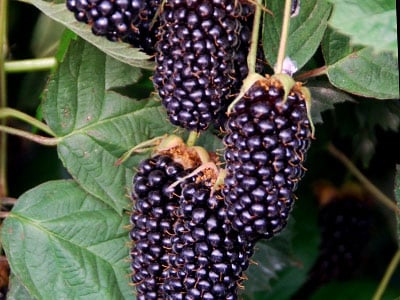 Ouachita blackberry sort