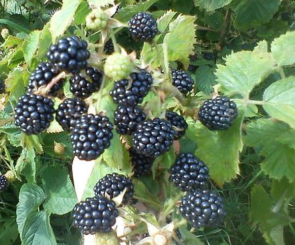 fresh blackberries