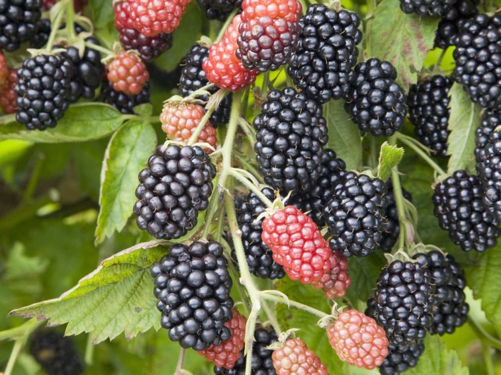 Blackberry varietat Cherokee