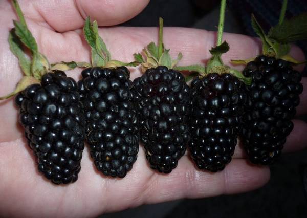 how to care for blackberries
