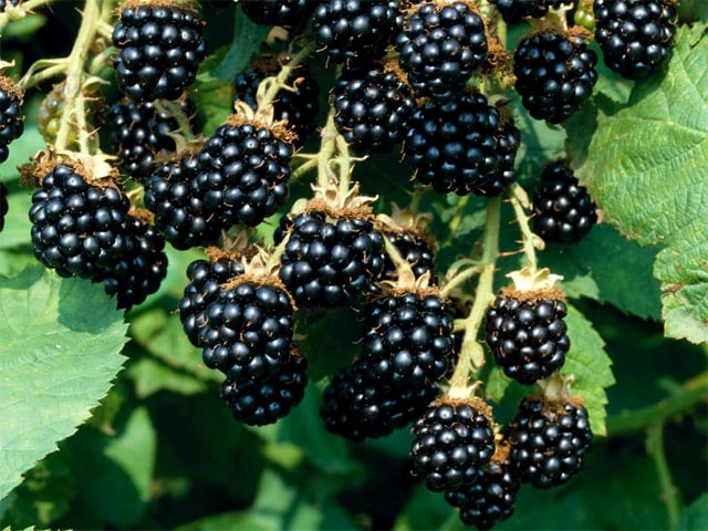 blackberry variety Agavam