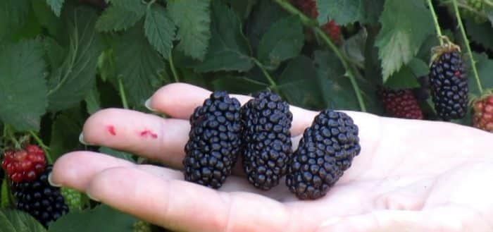 blackberry karaka black