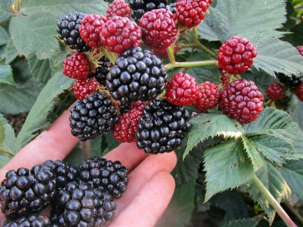 mga sariwang blackberry