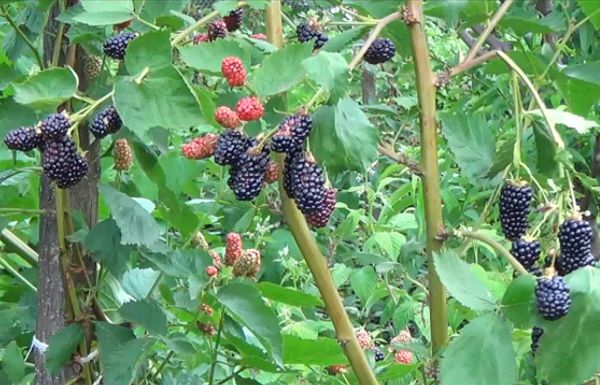 Description and characteristics of the Natchez blackberry variety, reproduction, planting and care