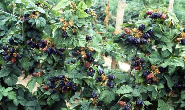 blackberry agáve