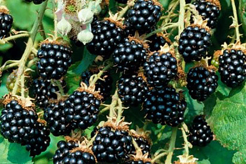 blackberry agave