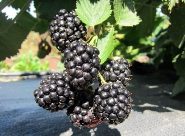blackberry ba vương miện