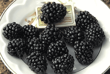 blackberry trojitá koruna