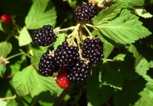 Description and characteristics of Brzezina blackberries, planting and care
