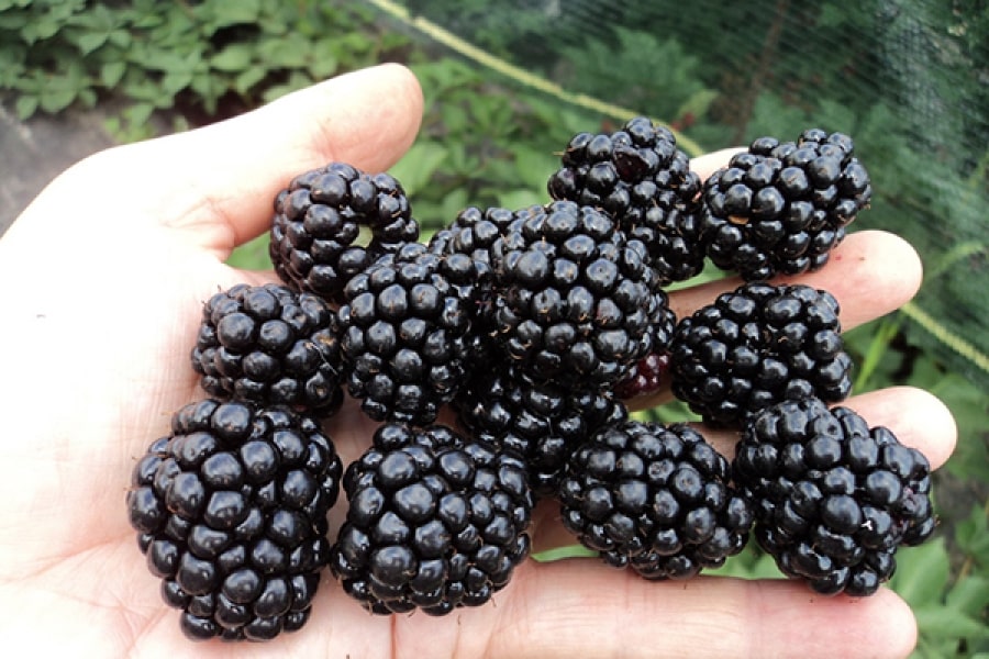 blackberry brzezina