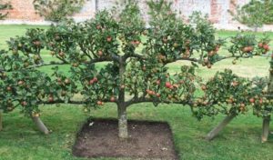 Beskrivning och egenskaper hos det krypande äppelträdet, planterings- och skötselfunktioner