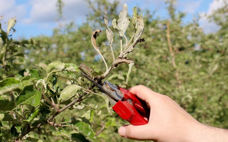growing an apple tree from a branch
