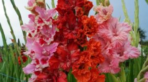 Priežastys, kodėl gladioliai gali pakeisti spalvą, ir ligų poveikis spalvai