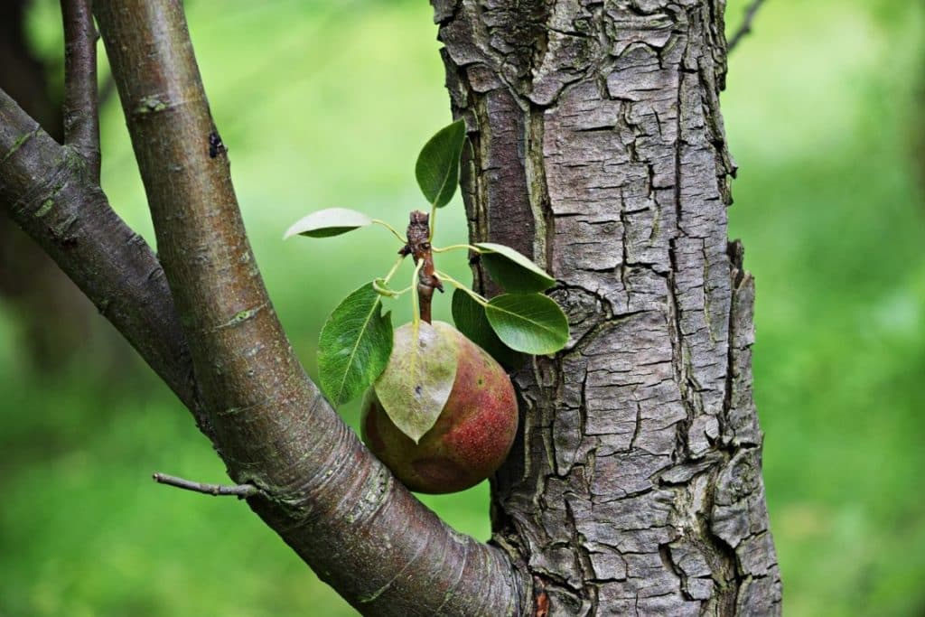 pear does not bear fruit