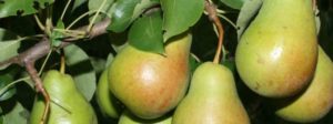 Descripción y características de la variedad de pera Chizhovskaya, plantación y cuidado.