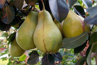 pear Cure