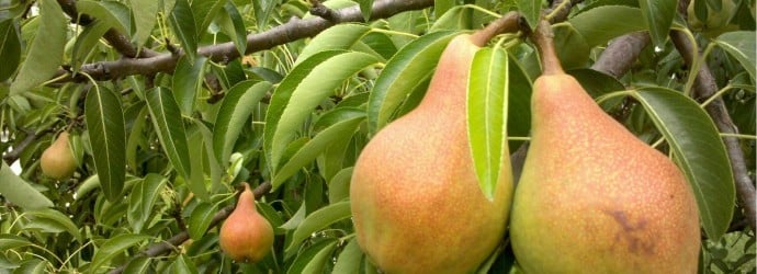pear Talgar beauty