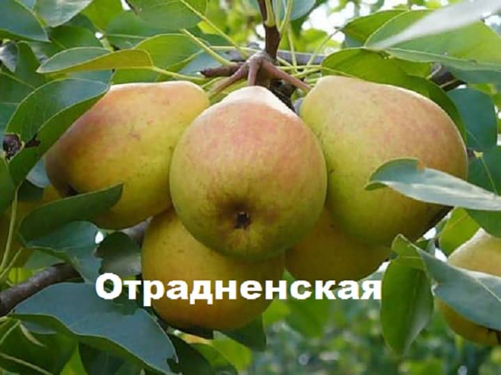 pære Otradnenskaya