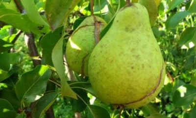pears rot