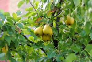 Planting, growing and caring for pears in the open field