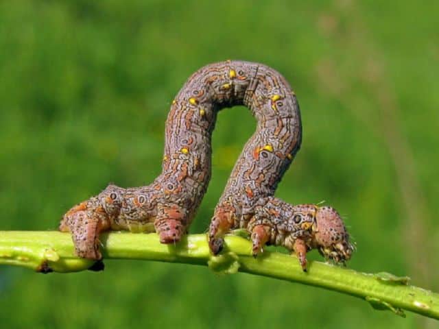 Moth caterpillars