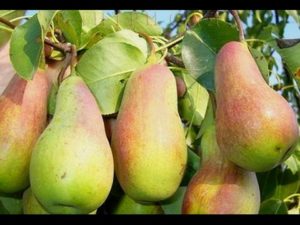 Description and characteristics of the Talgarskaya Krasavitsa pear variety, planting and care