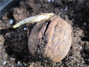 Kuinka istuttaa ja kasvattaa saksanpähkinää, hoitosäännöt ja lisääntymismenetelmät