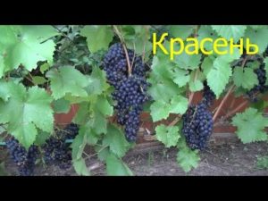 Descripción y características de la variedad de uva Krassen, historial de crianza y características de cultivo.