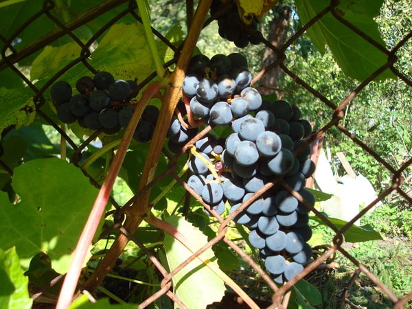 Valiant grapes