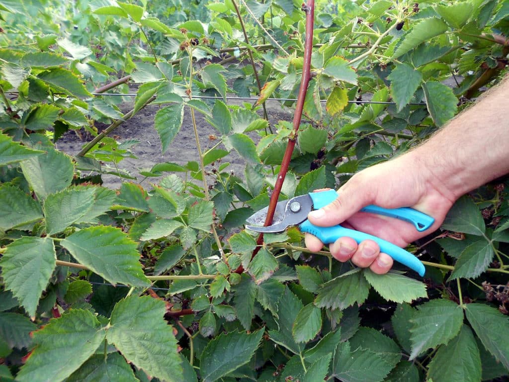 pruning blackberry