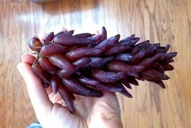 dita della strega dell'uva
