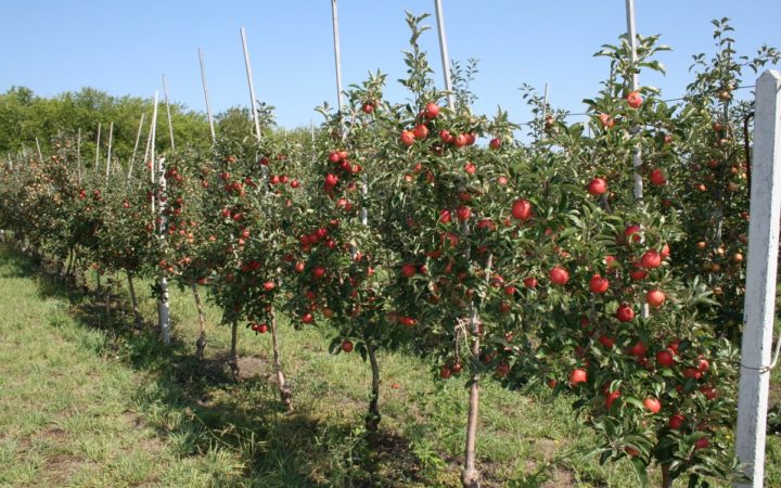 trồng cây táo