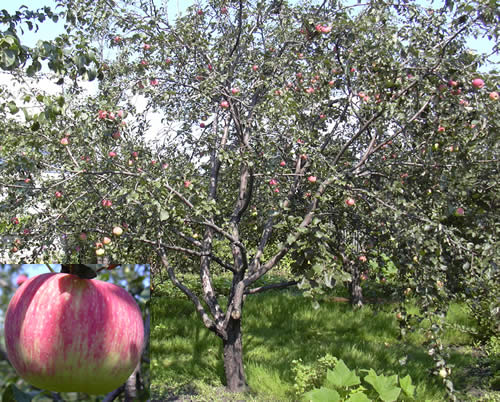 omenapuu pelastettu