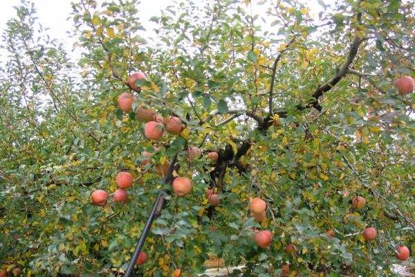 elma ağacı ligol