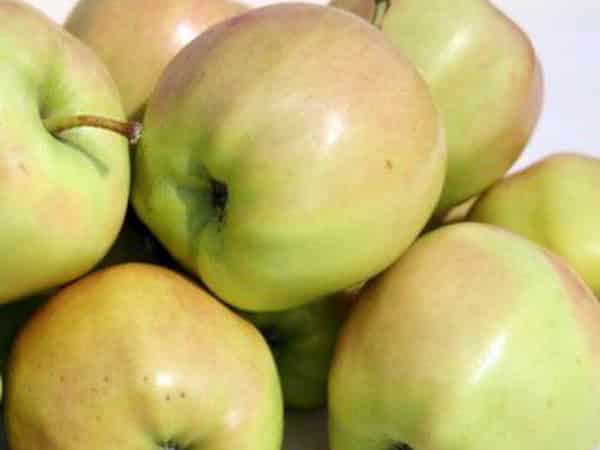 omenapuu ihana