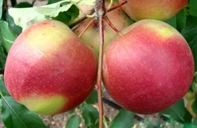 apple tree ligol
